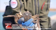 决和沙海｜养螃蟹、种桑缫丝……塔克拉玛干戈