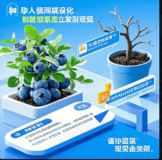 阳台轻松变果园！蓝莓盆栽销量激增370%农户：买